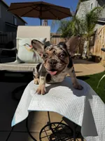 Brownie , a female French Bulldog for sale in Elk Grove, CA – 7 of 10