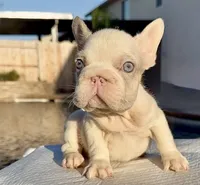 Marshmallow , a female French Bulldog for sale in Elk Grove, CA – 2 of 9