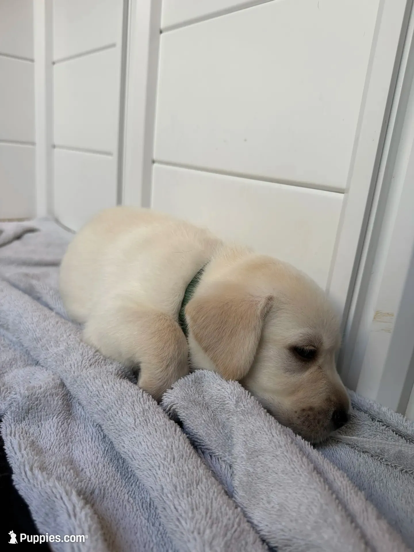 Romano, a male Labrador Retriever for sale in Land O Lakes, FL – 2 of 5