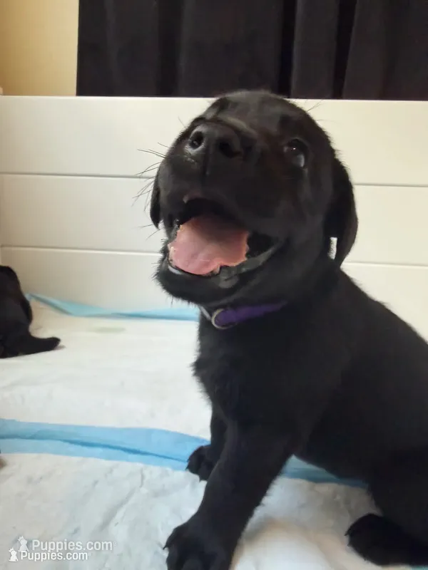 Ricotta – Labrador Retriever puppy for sale in Land O Lakes, FL