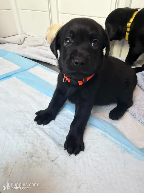 Cheddar – Labrador Retriever puppy for sale in Land O Lakes, FL
