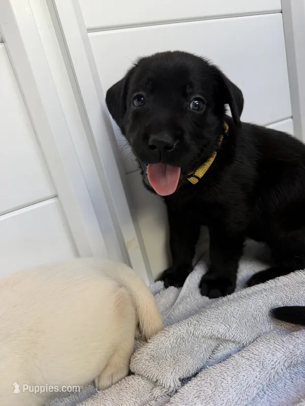 Fontina – Labrador Retriever puppy for sale in Land O Lakes, FL