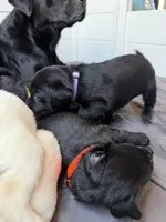 Ricotta, a female Labrador Retriever for sale in Land O Lakes, FL – 4 of 5