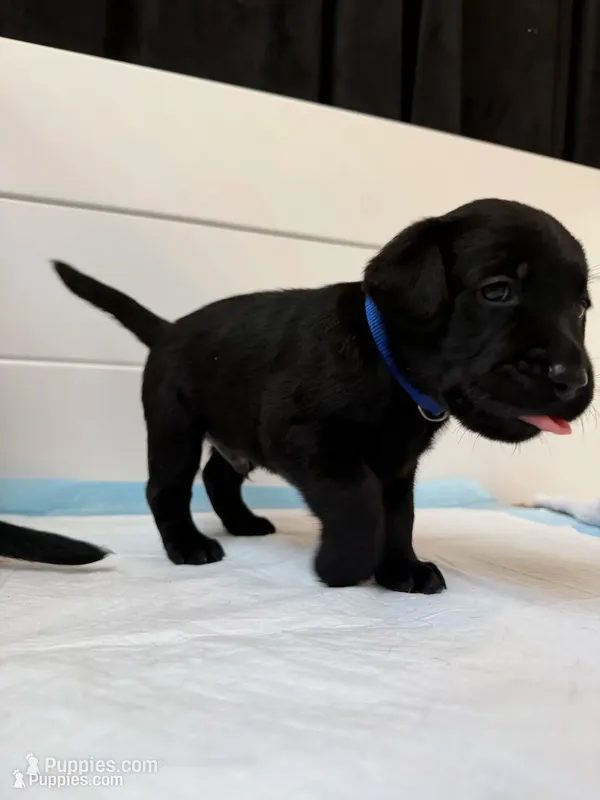 Cobey Jack – Labrador Retriever puppy for sale in Land O Lakes, FL