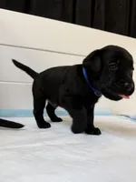 Cobey Jack, a male Labrador Retriever for sale in Land O Lakes, FL – 4 of 5