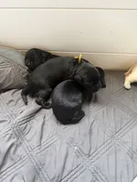 Fontina, a female Labrador Retriever for sale in Land O Lakes, FL – 5 of 5