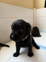 Brie, a female Labrador Retriever for sale in Land O Lakes, FL – 4 of 5