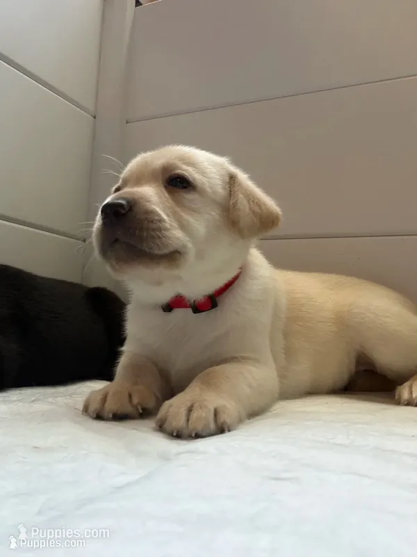 Havarti – Labrador Retriever puppy for sale in Land O Lakes, FL