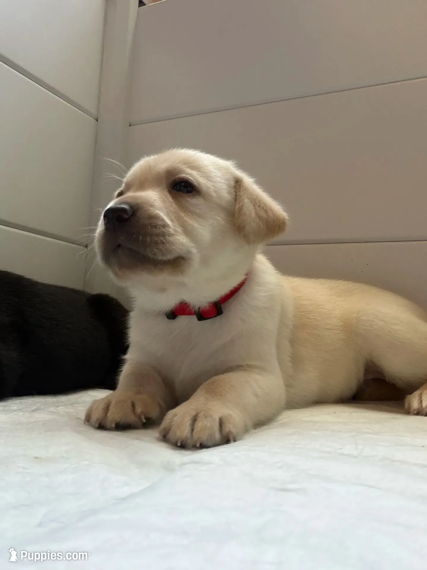 Havarti, a male Labrador Retriever for sale in Land O Lakes, FL – 1 of 5