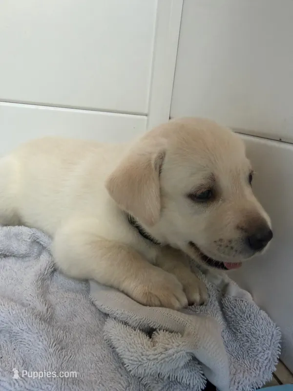 Romano – Labrador Retriever puppy for sale in Land O Lakes, FL