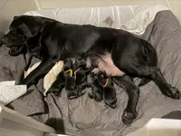 Havarti, a male Labrador Retriever for sale in Land O Lakes, FL – 5 of 5