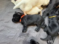 Cheddar, a female Labrador Retriever for sale in Land O Lakes, FL – 4 of 5