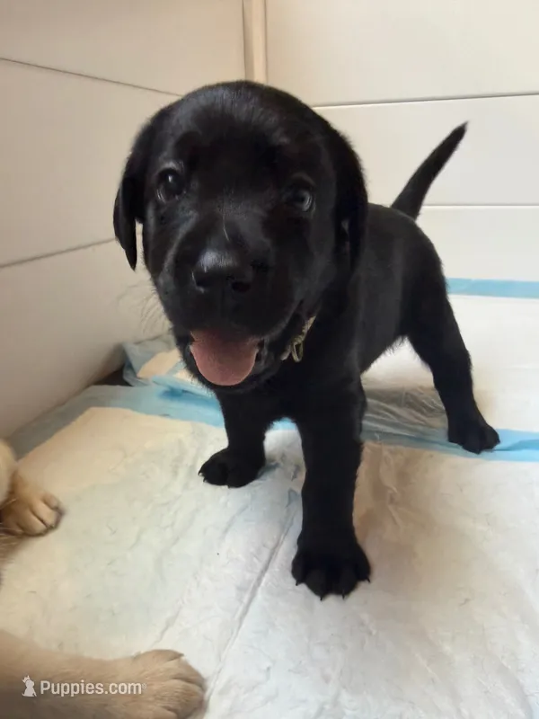 Brie – Labrador Retriever puppy for sale in Land O Lakes, FL