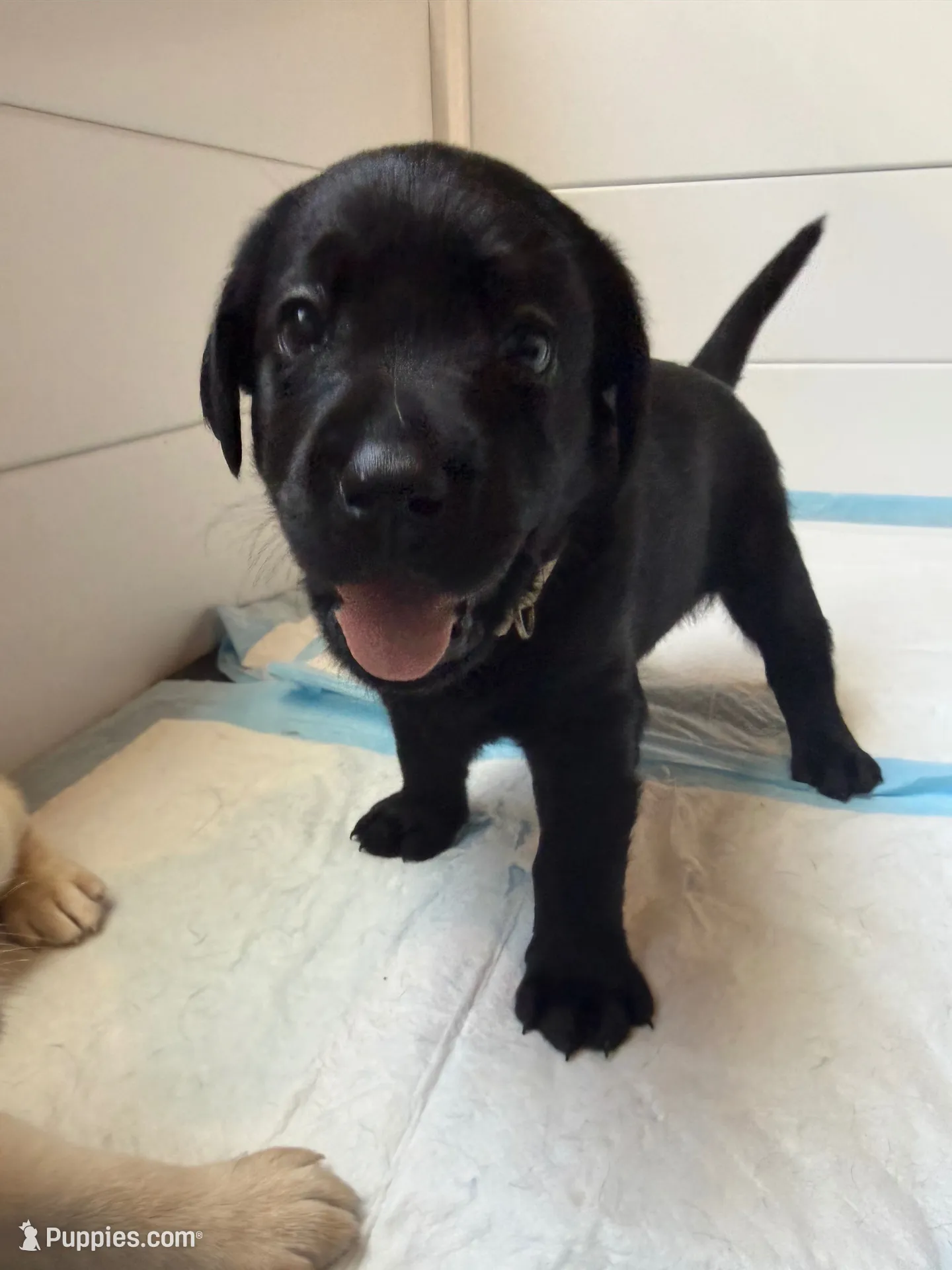 Brie, a female Labrador Retriever for sale in Land O Lakes, FL – 1 of 5
