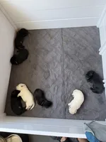 Ricotta, a female Labrador Retriever for sale in Land O Lakes, FL – 5 of 5