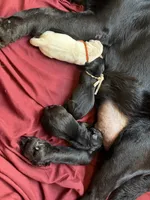 Cobey Jack, a male Labrador Retriever for sale in Land O Lakes, FL – 2 of 5
