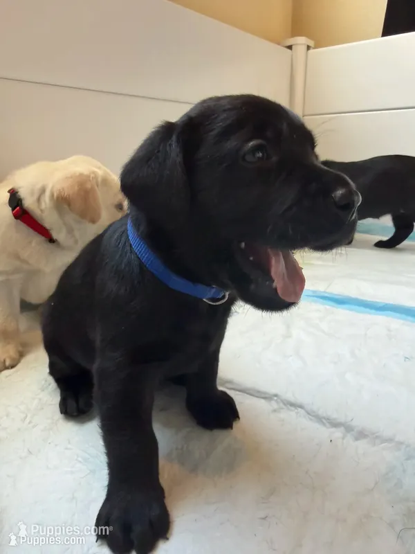 Cobey Jack – Labrador Retriever puppy for sale in Land O Lakes, FL