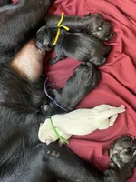 Fontina, a female Labrador Retriever for sale in Land O Lakes, FL – 2 of 5