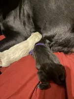 Ricotta, a female Labrador Retriever for sale in Land O Lakes, FL – 3 of 5