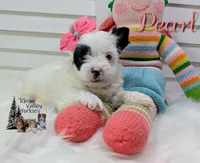 Pearl, a female Yorkshire Terrier for sale in Austin, TX – 5 of 7
