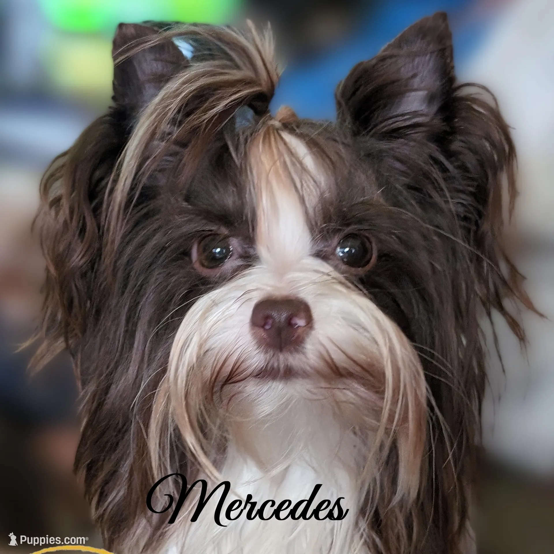 Riko, a male Yorkshire Terrier for sale in Austin, TX – Photo 4 of 5