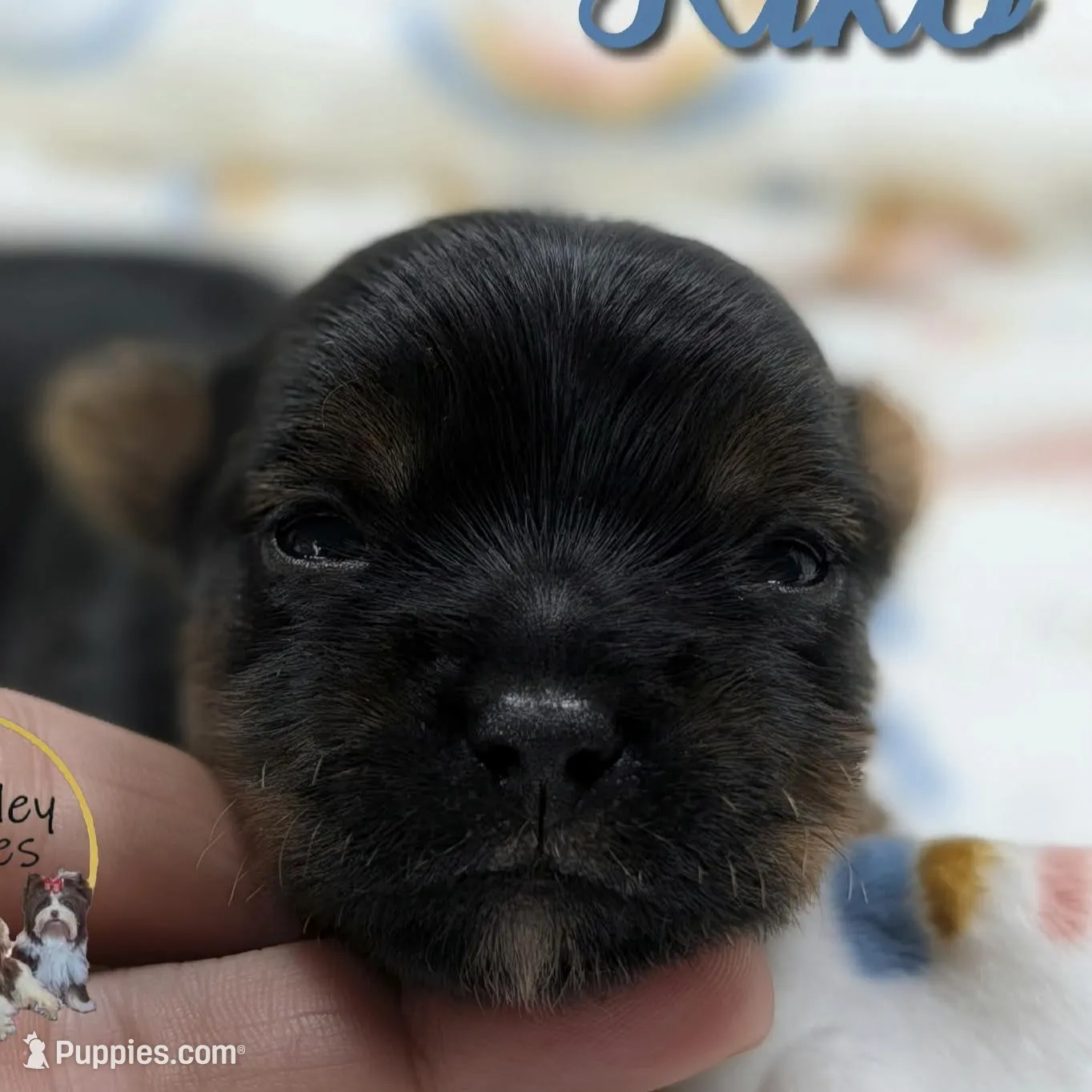 Riko – Yorkshire Terrier puppy for sale in Austin, TX