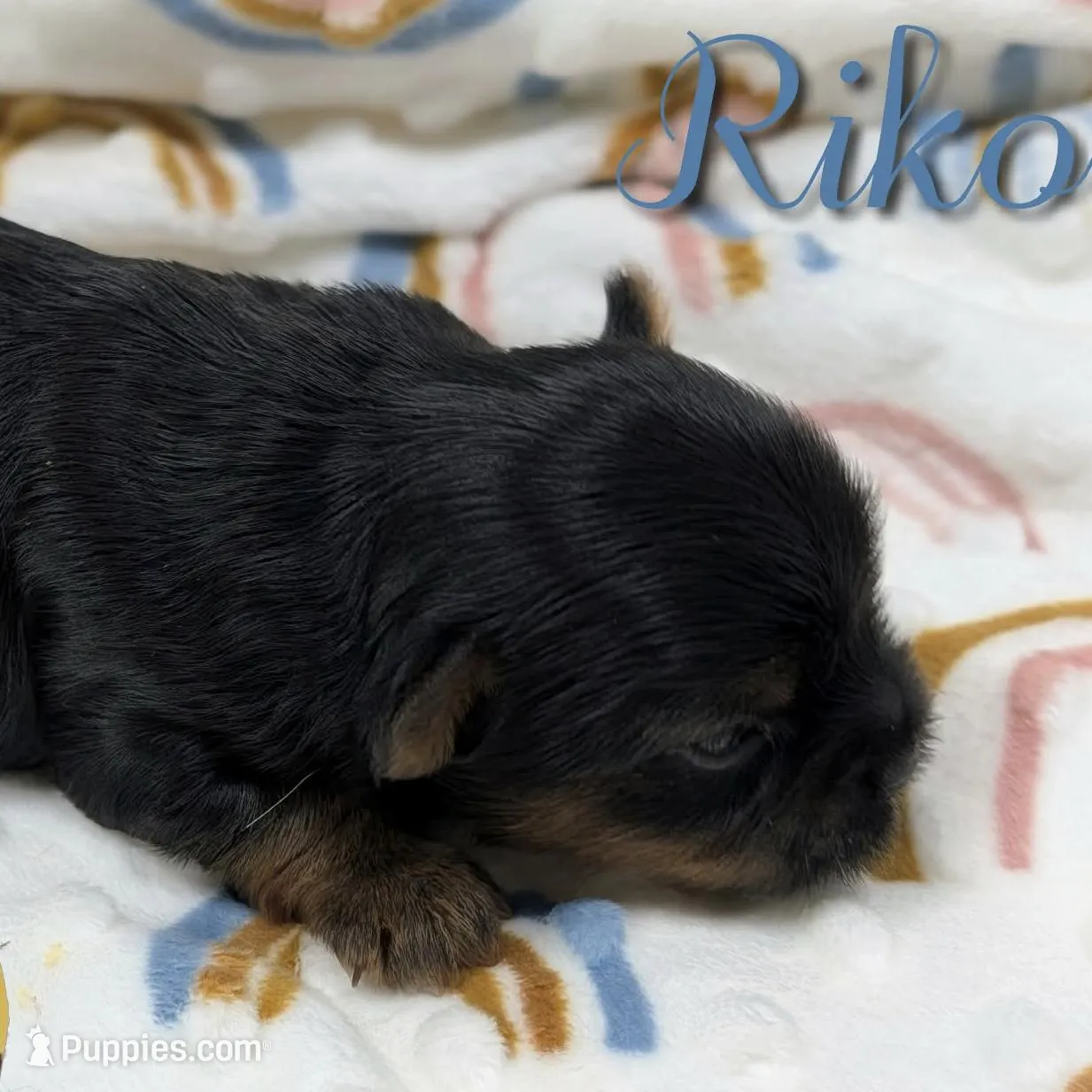Riko, a male Yorkshire Terrier for sale in Austin, TX – Photo 2 of 5
