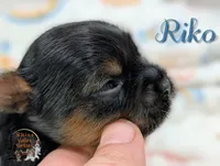 Riko, a male Yorkshire Terrier for sale in Austin, TX – Photo 3 of 5