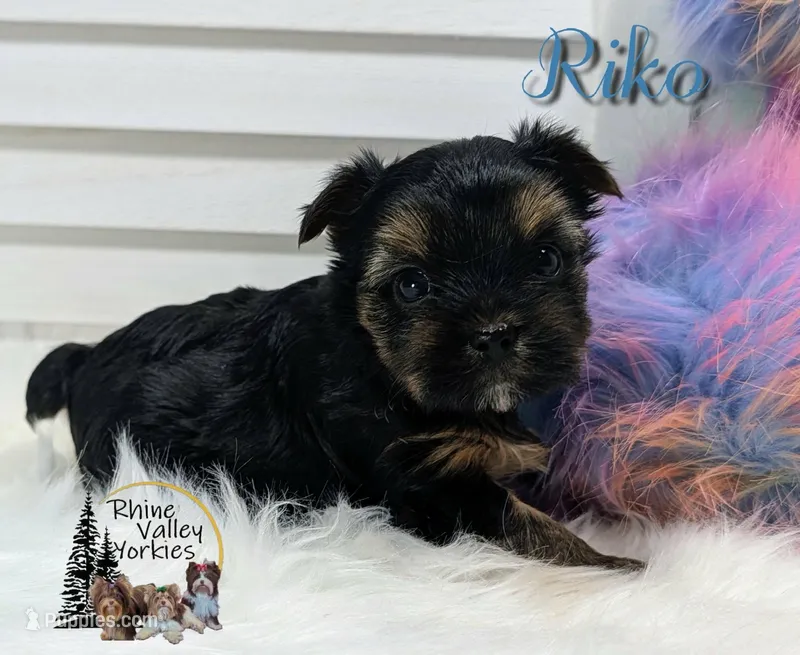 AKC Riko – Yorkshire Terrier puppy for sale in Austin, TX