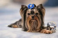Mia , a female Yorkshire Terrier for sale in Austin, TX – 5 of 6