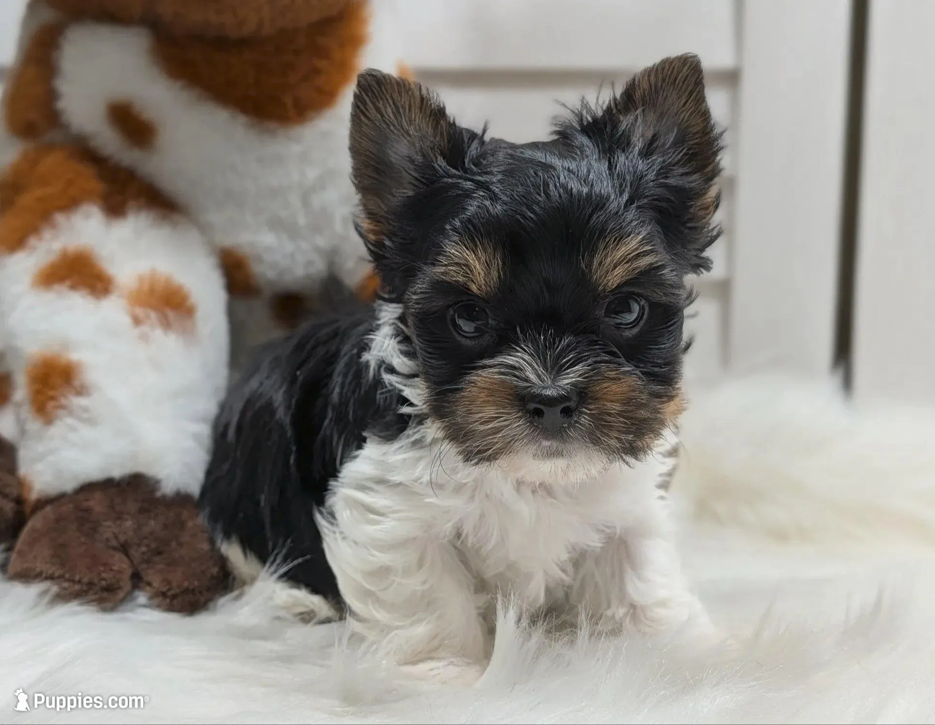 AKC Niko RTG – Yorkshire Terrier puppy for sale in Austin, TX