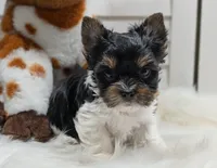 Niko, a male Yorkshire Terrier for sale in Austin, TX – Photo 2 of 4