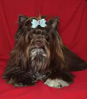 Niko, a male Yorkshire Terrier for sale in Austin, TX – Photo 3 of 4