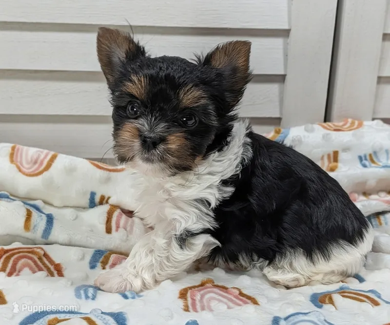 Niko – Yorkshire Terrier puppy for sale in Austin, TX