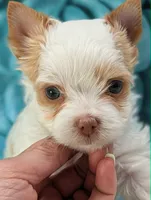 Beau, a male Yorkshire Terrier for sale in Austin, TX – 2 of 5