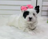 Pearl, a female Yorkshire Terrier for sale in Austin, TX – 2 of 7