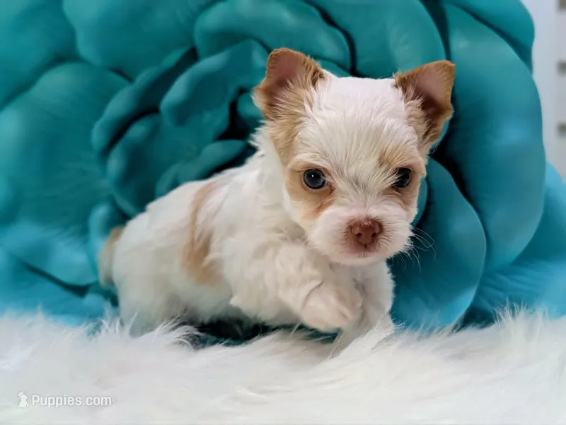 Beau – Yorkshire Terrier puppy on hold in Austin, TX