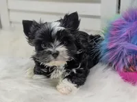 Luna -Tiny, a female Yorkshire Terrier for sale in Austin, TX – 2 of 6