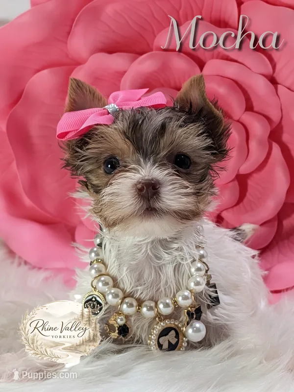 Mocha – Yorkshire Terrier puppy for sale in Austin, TX