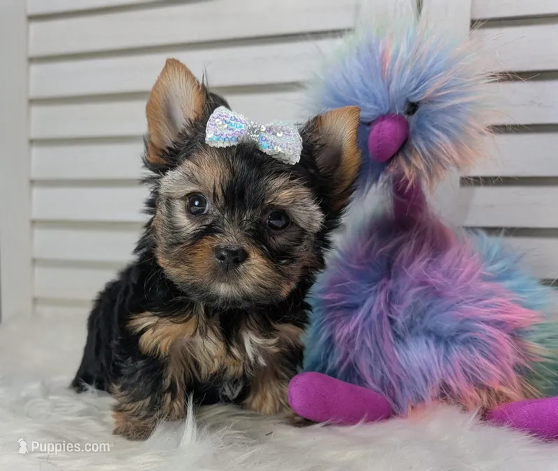 Heidi – Yorkshire Terrier puppy for sale in Austin, TX