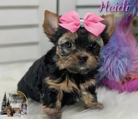 Heidi, a female Yorkshire Terrier for sale in Austin, TX – Photo 1 of 3