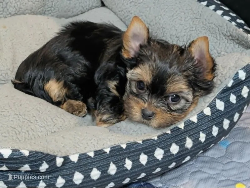 Heidi – Yorkshire Terrier puppy for sale in Austin, TX