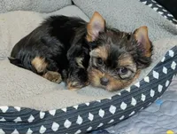 Heidi, a female Yorkshire Terrier for sale in Austin, TX – Photo 3 of 3
