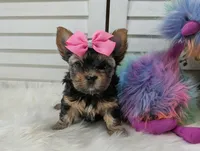 Heidi, a female Yorkshire Terrier for sale in Austin, TX – Photo 2 of 3