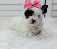 Pearl, a female Yorkshire Terrier for sale in Austin, TX – 3 of 7