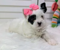 Pearl, a female Yorkshire Terrier for sale in Austin, TX – 1 of 7