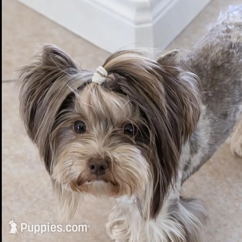 Heidi, a female Yorkshire Terrier for sale in Austin, TX – Photo 3 of 4
