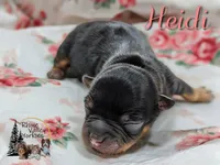 Heidi, a female Yorkshire Terrier for sale in Austin, TX – Photo 2 of 4