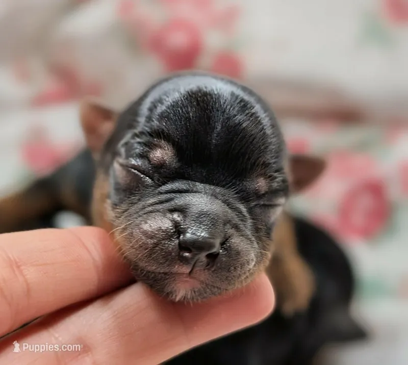 Heidi – Yorkshire Terrier puppy for sale in Austin, TX