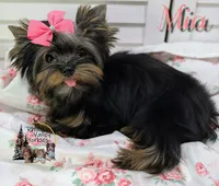 Mia , a female Yorkshire Terrier for sale in Austin, TX – 2 of 6